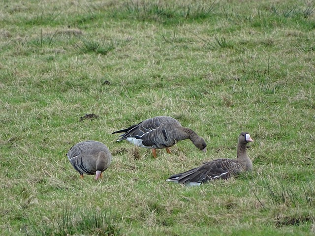 欧冠奖杯 欧冠奖杯